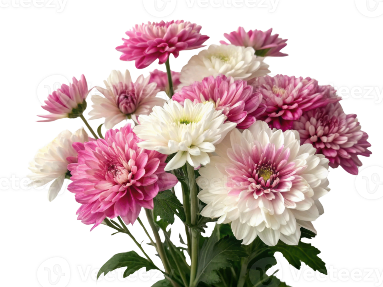 Charming chrysanthemum flowers bloom in vibrant pink and white hues creating stunning floral arrangement that brightens any space png