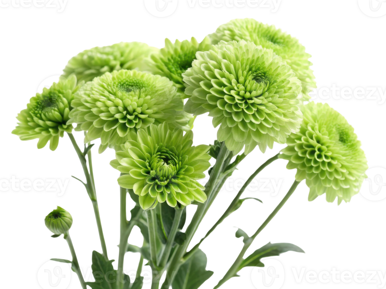 Beautiful green chrysanthemums bloom gracefully, showcasing their vibrant petals and adding fresh touch to any setting png