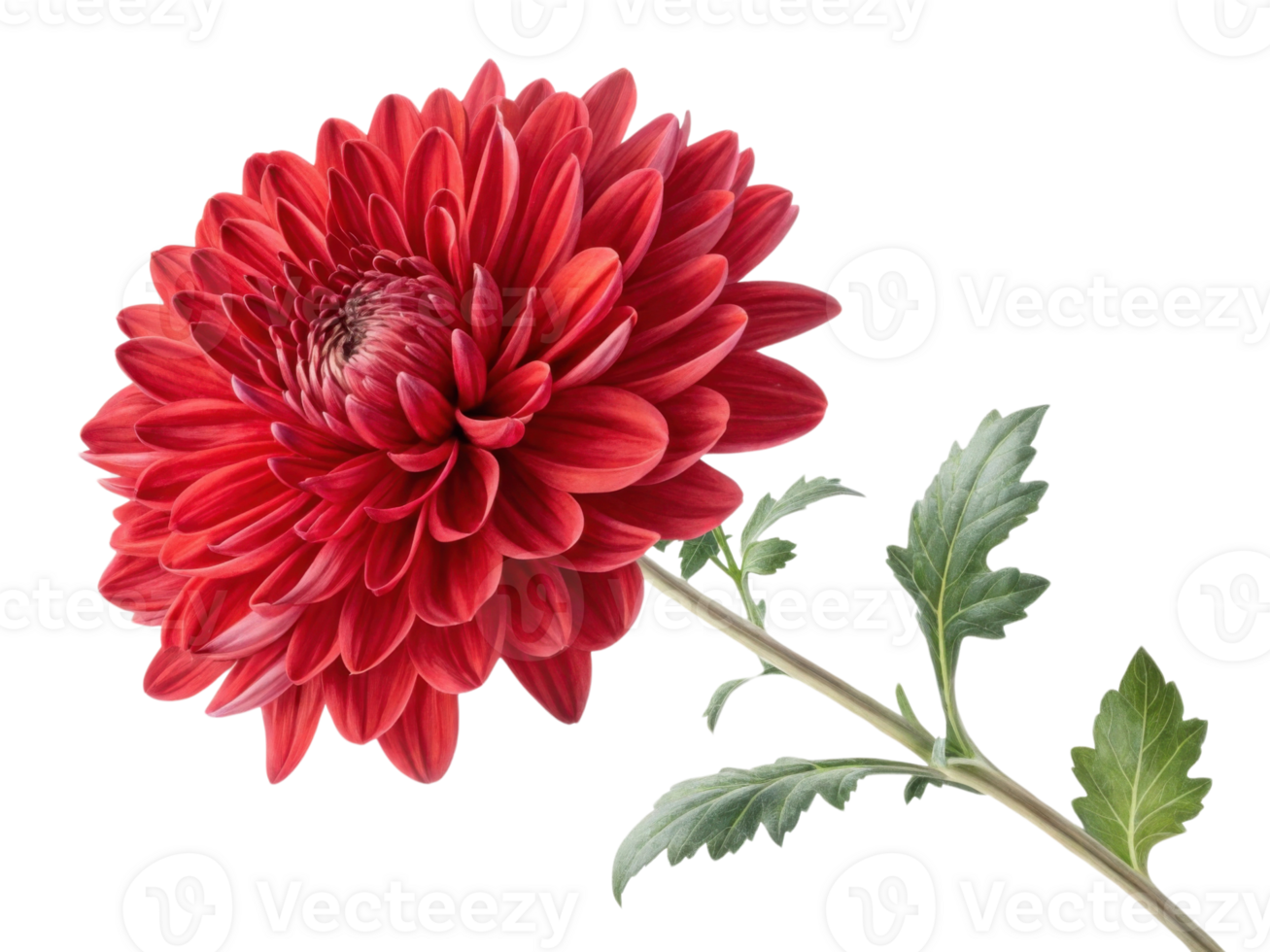 vibrant chrysanthemum flower showcases its stunning red petals, symbolizing beauty and elegance in nature design png