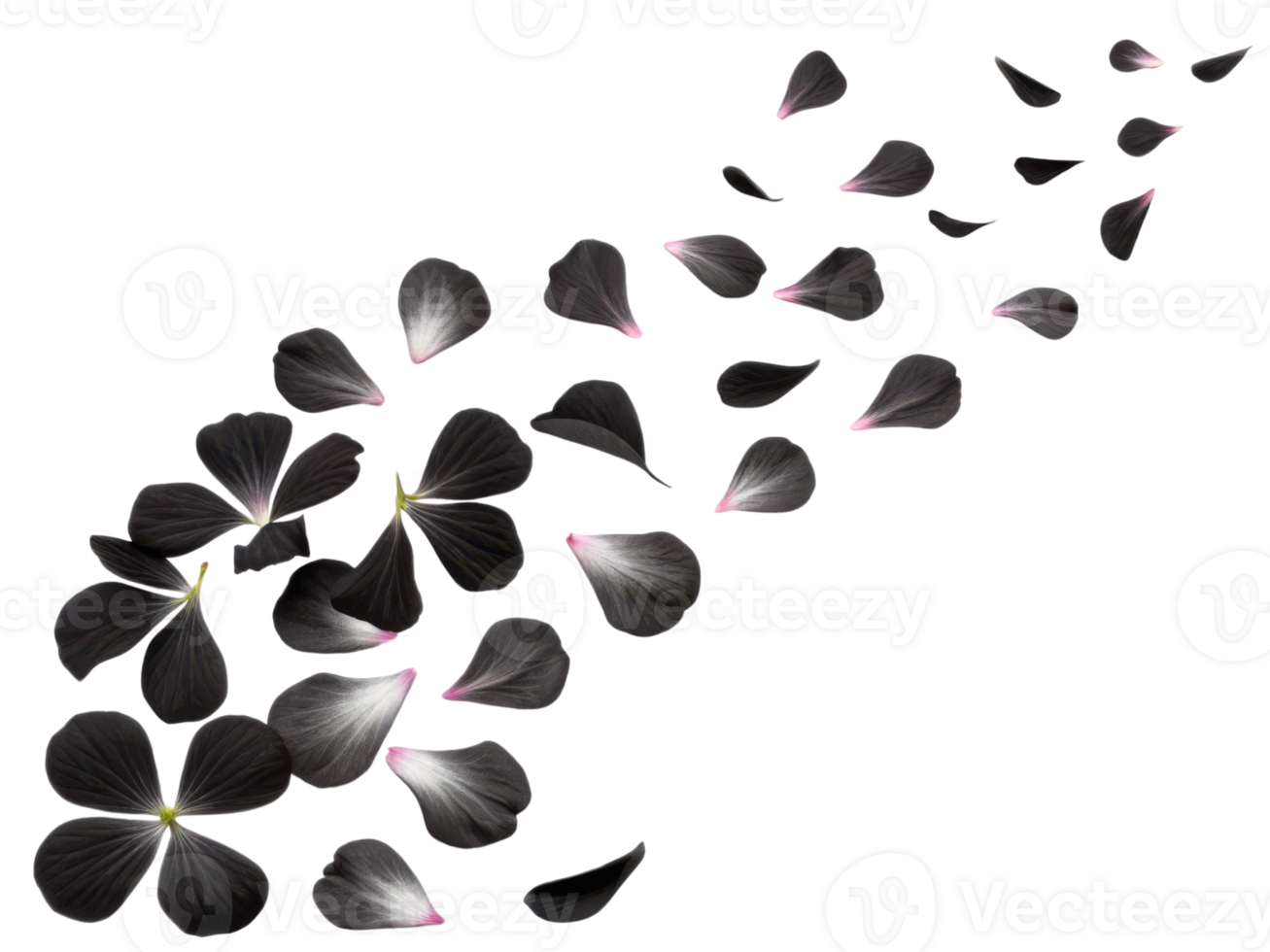 Delicate geranium flower petals gracefully scatter, creating beautiful and serene scene that evokes tranquility and nature charm png