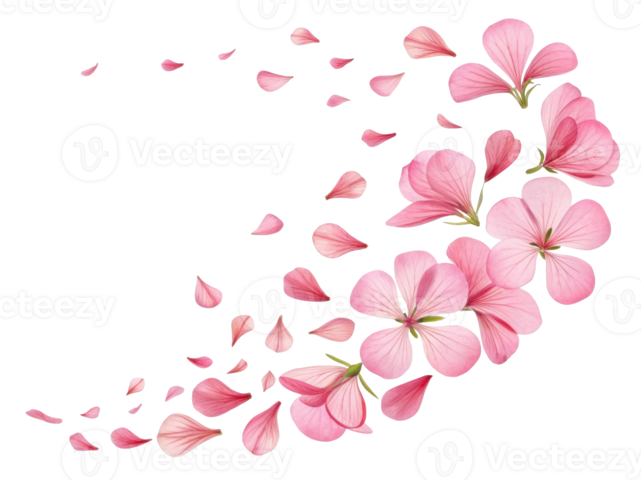 Beautiful pink geranium flowers gracefully scatter their delicate petals, creating serene and enchanting atmosphere png