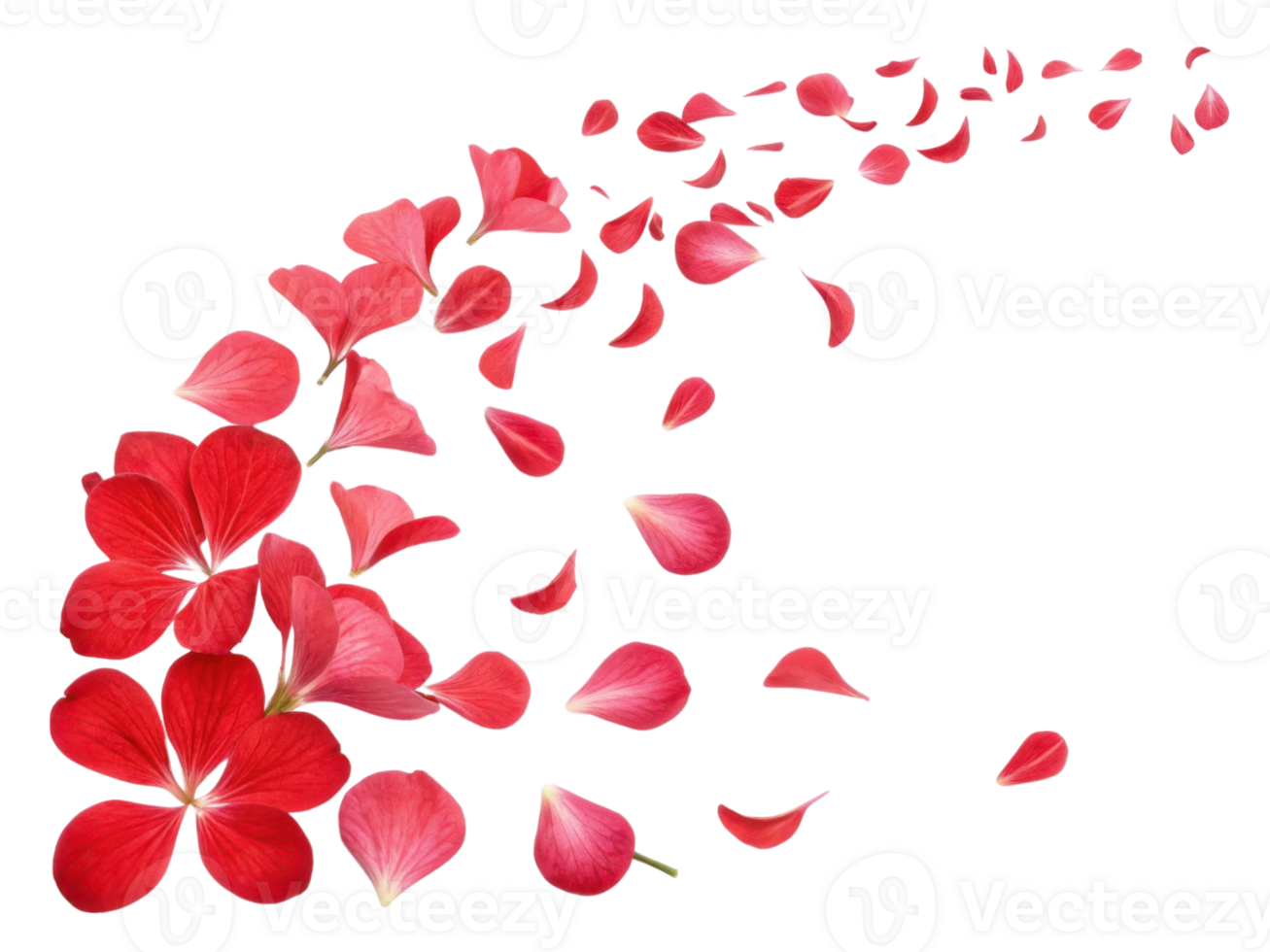 Beautiful geranium flowers scatter gracefully, creating vibrant display of pink petals that evoke sense of joy and tranquility png