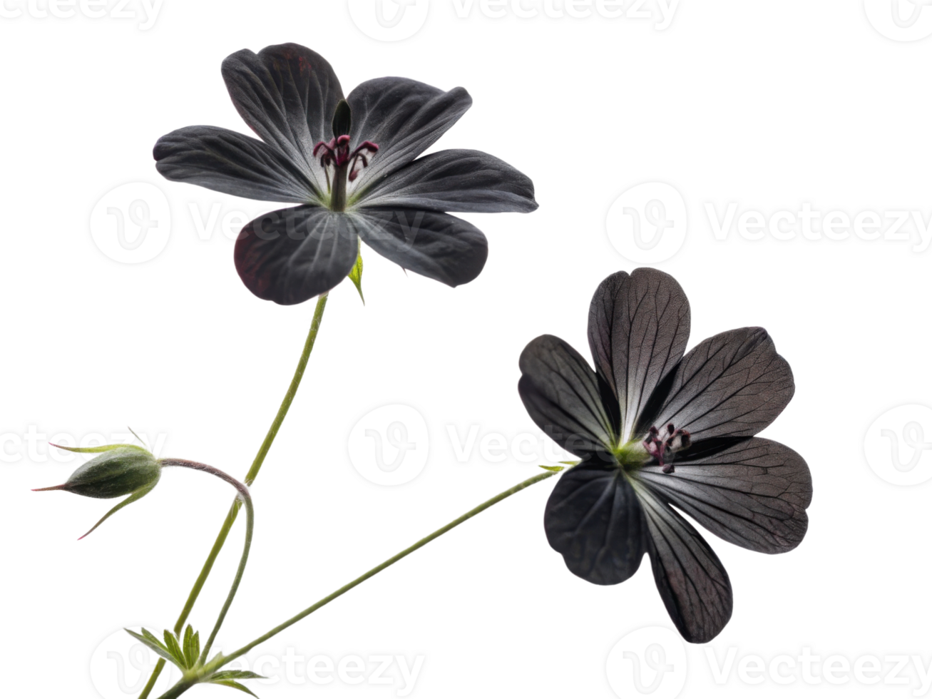 Black geranium flowers bloom gracefully, showcasing their unique beauty and delicate petals that captivate heart png