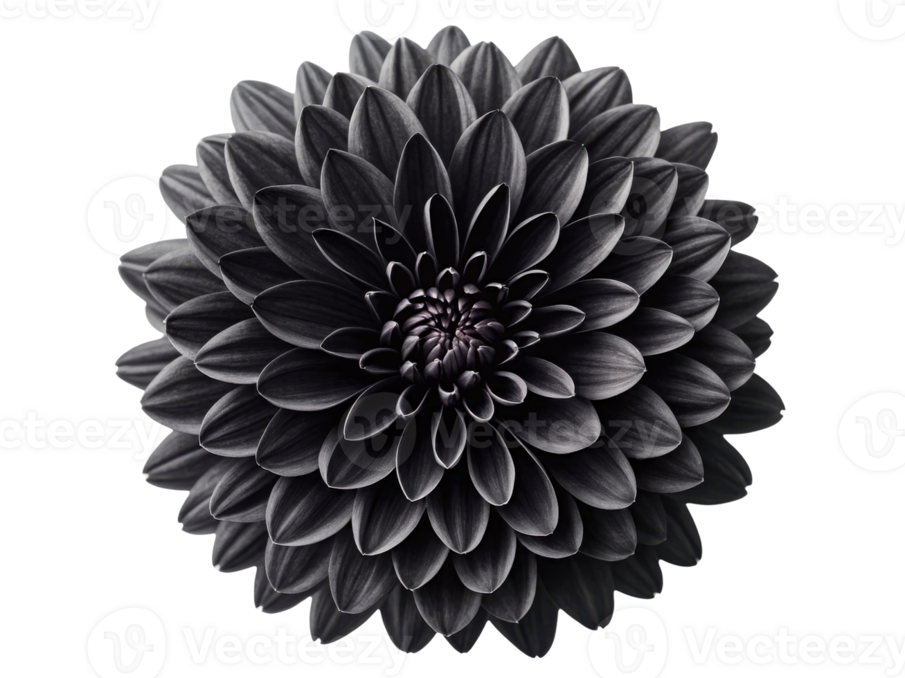 stunning chrysanthemum flower showcases intricate layers of petals in deep, rich hue, captivating with its beauty and elegance png
