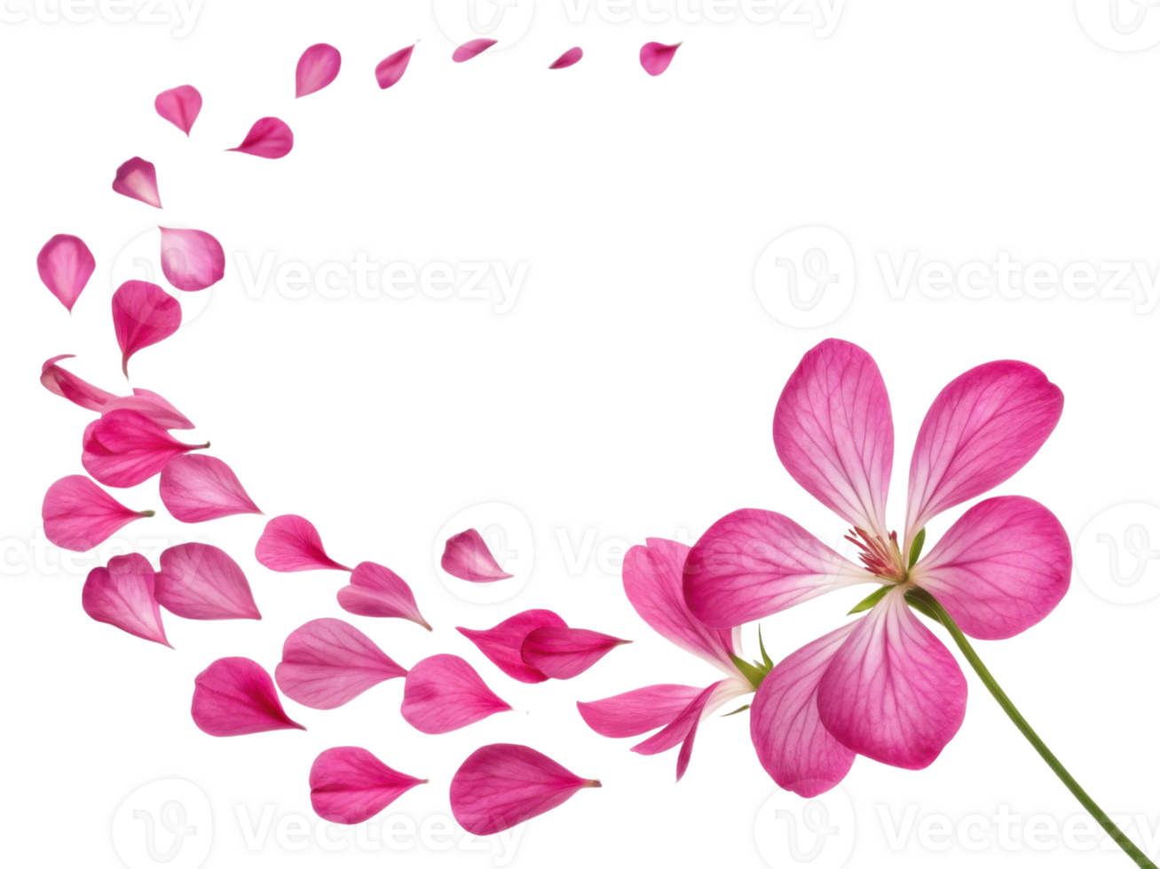 Beautiful geranium flowers with delicate pink petals create stunning visual as they gracefully fall, evoking sense of tranquility and beauty png