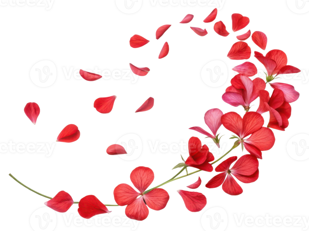 Beautiful geranium flowers in vibrant red create stunning visual display with delicate petals gracefully falling png