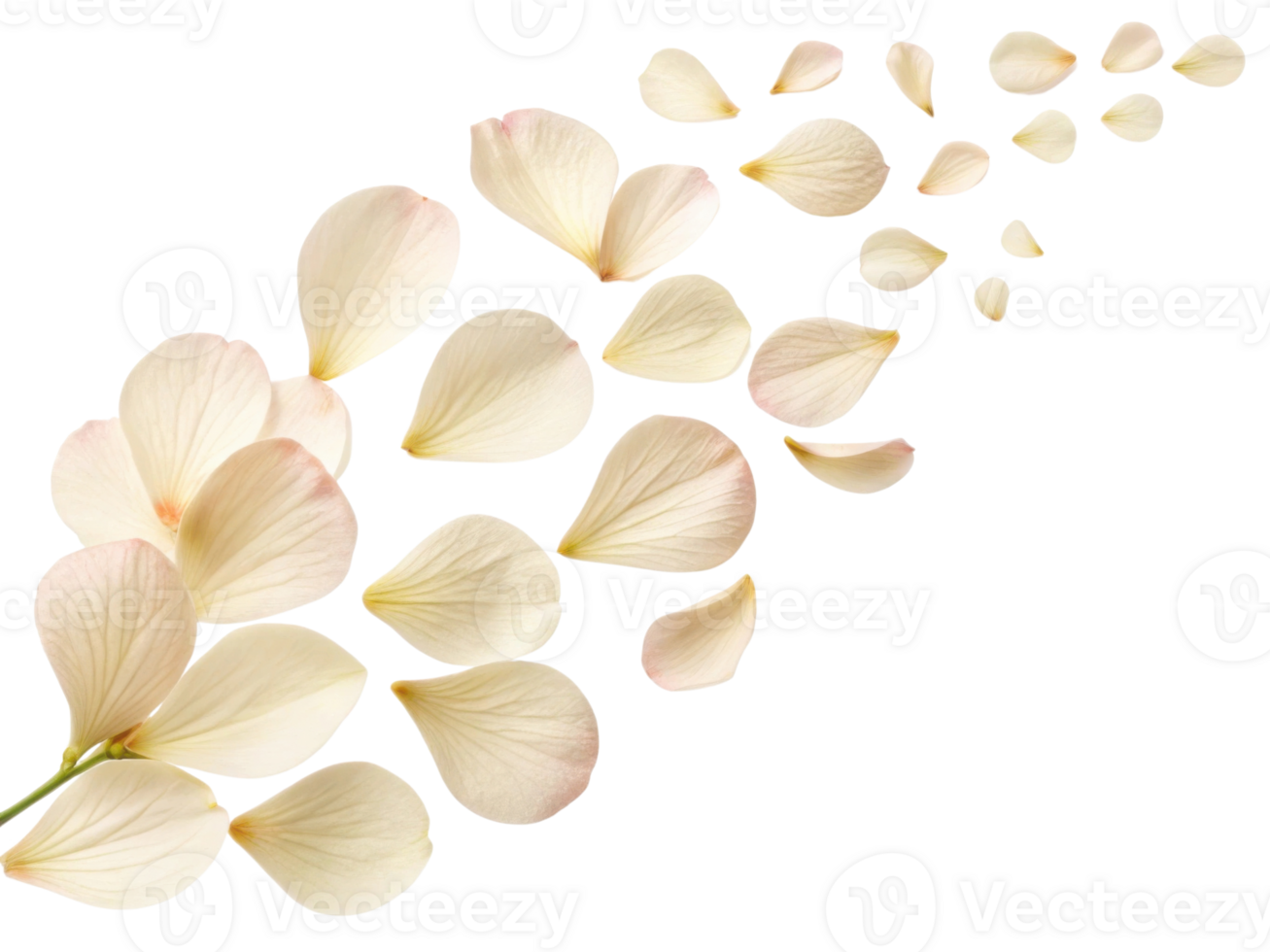 Delicate petals of flower gracefully scatter, creating serene and beautiful scene that captures essence of nature elegance png