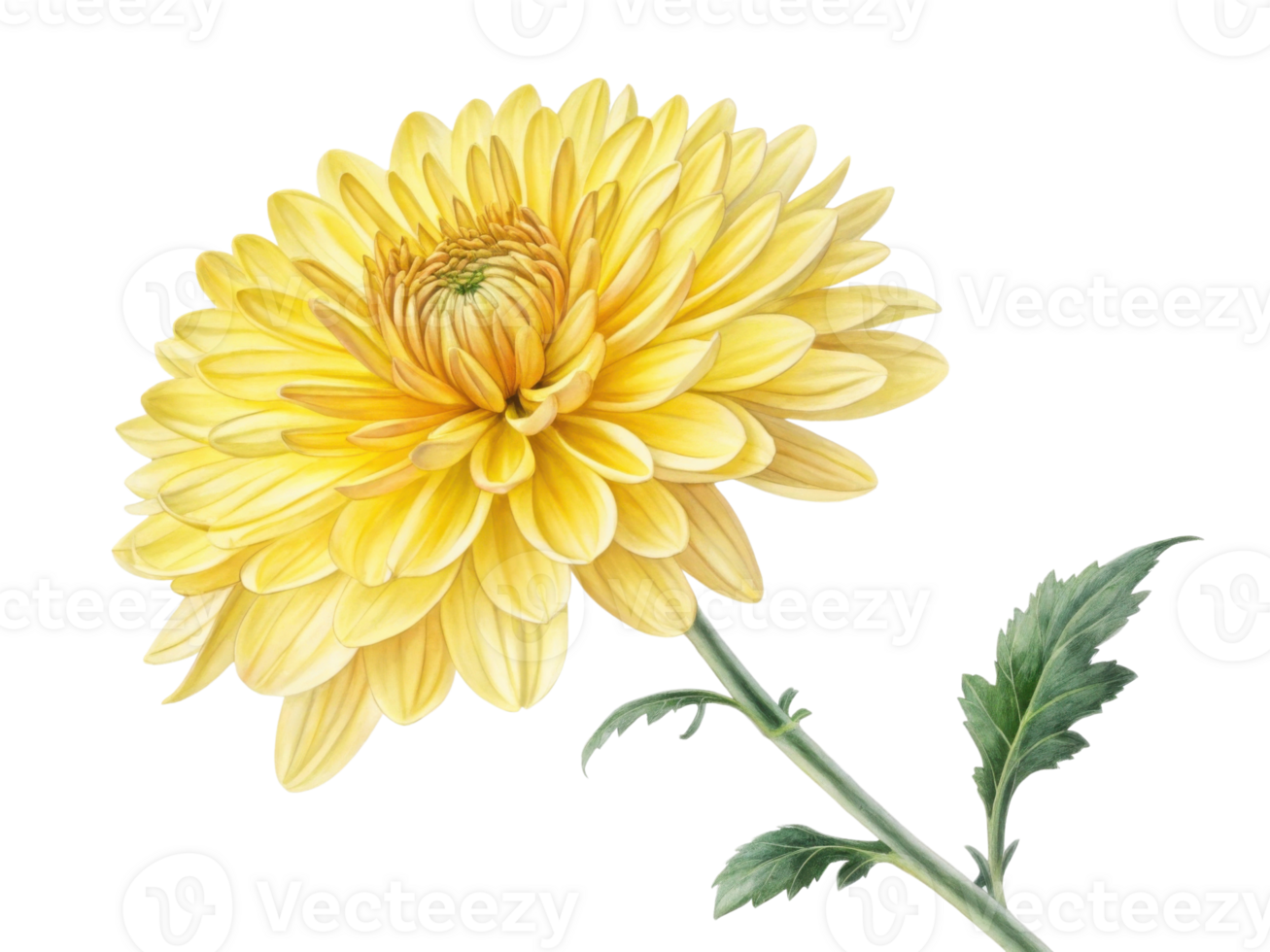 vibrant chrysanthemum flower in yellow showcases its stunning petals and intricate details, symbolizing beauty and joy png