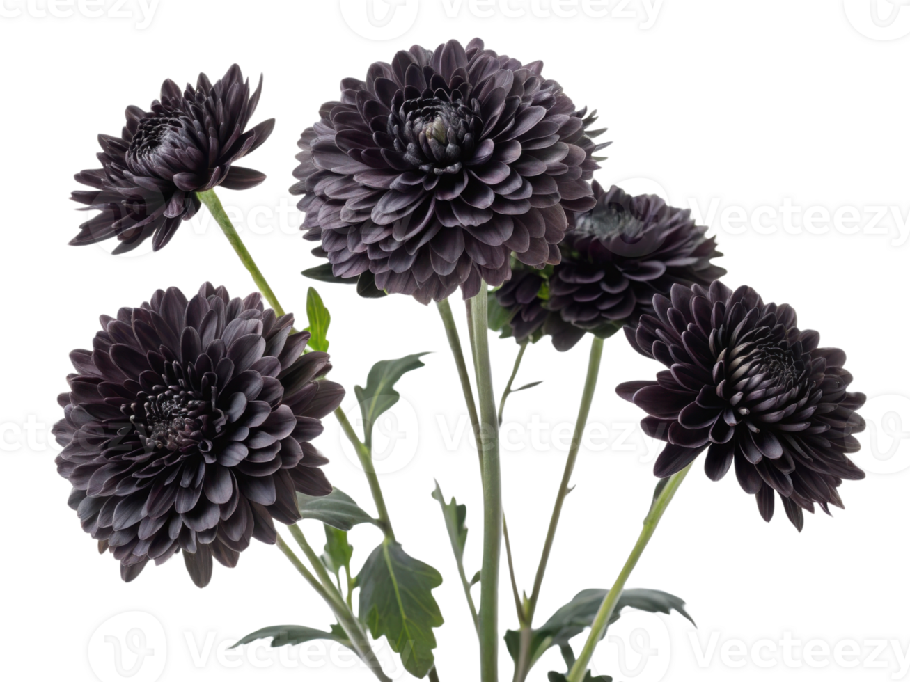 Charming chrysanthemum flowers in deep shades create stunning bouquet that adds elegance and beauty to any setting png