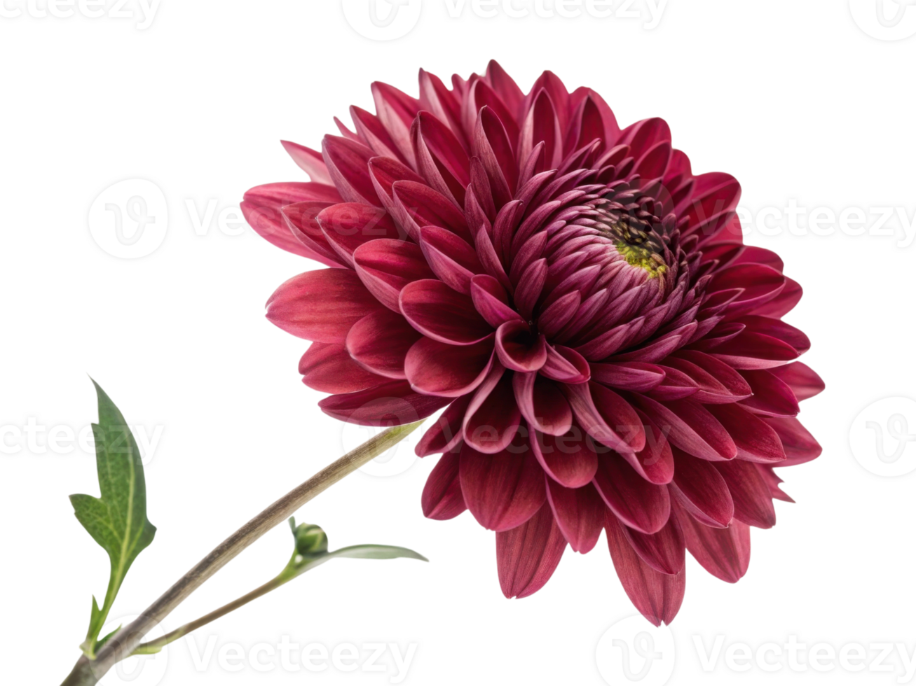 stunning chrysanthemum flower showcases vibrant red petals and intricate layers, symbolizing beauty and elegance in nature png