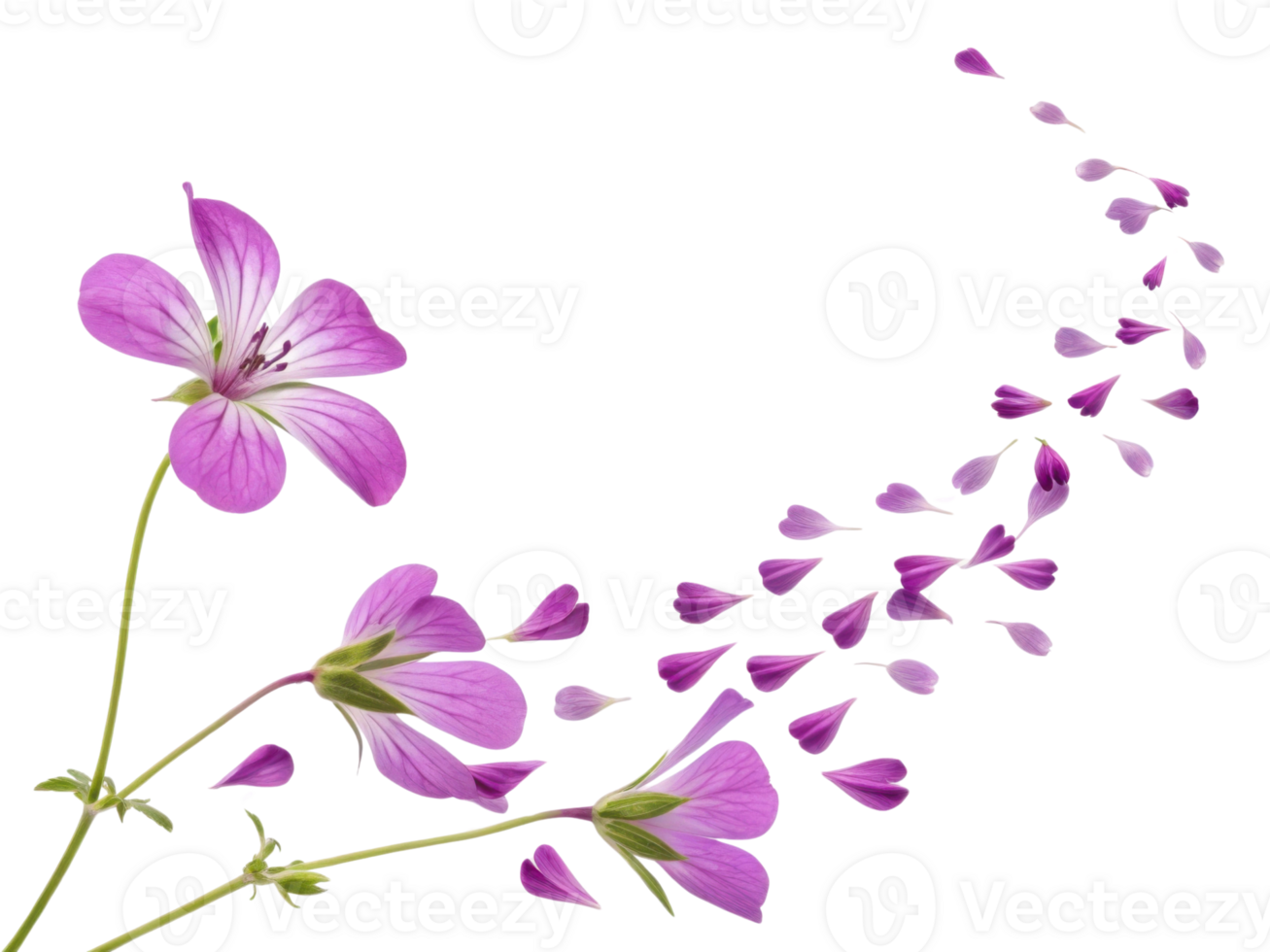 Beautiful geranium flowers in vibrant pink hues create stunning visual display as they gracefully scatter their petals png