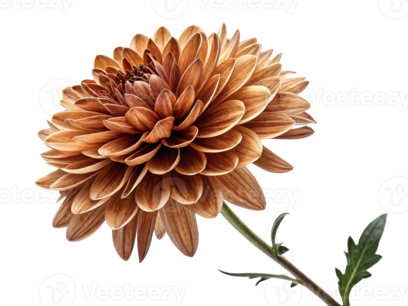 stunning chrysanthemum flower showcases its intricate petals in warm brown hues, radiating natural beauty and elegance png