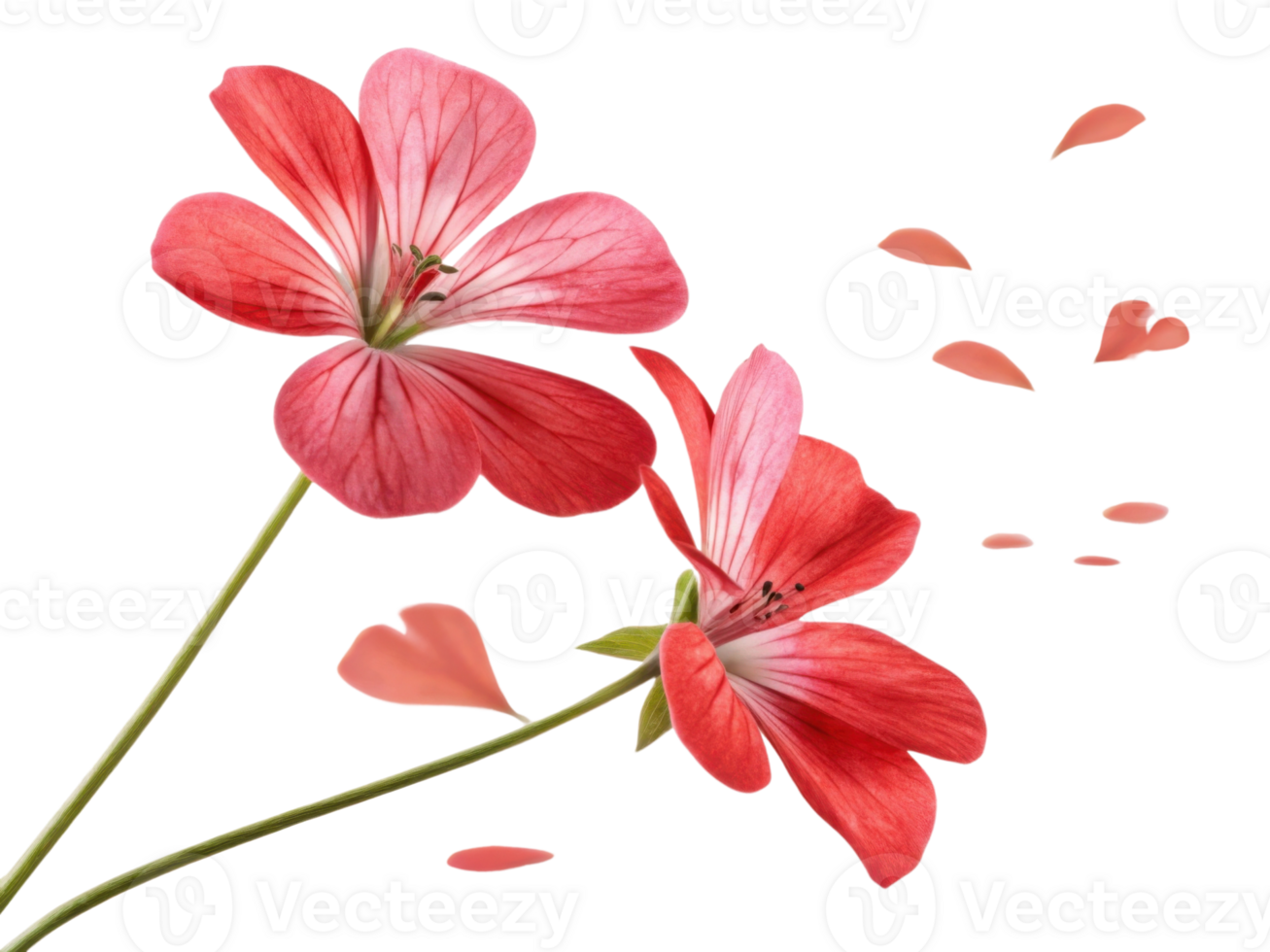 Beautiful geranium flowers in vibrant red hues gracefully sway, surrounded by delicate petals that evoke sense of love and tranquility png