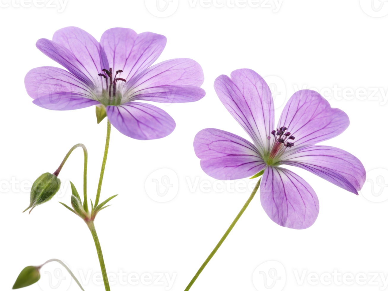 Beautiful geranium flowers bloom gracefully, showcasing delicate petals and vibrant colors that bring joy to any garden png