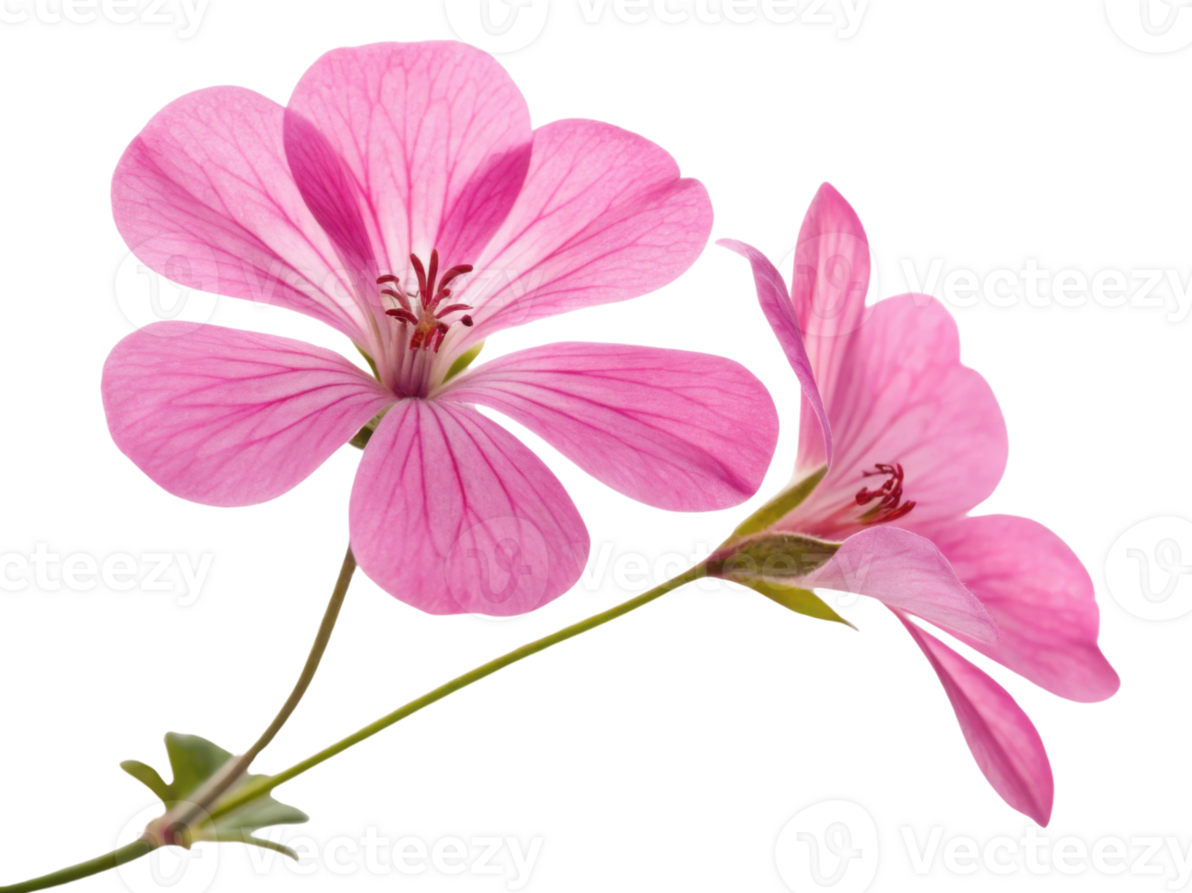 Beautiful geranium flowers bloom with delicate pink petals showcasing intricate veins and vibrant green stem png