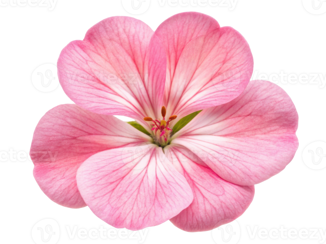 beautiful geranium flower with delicate pink petals showcases nature elegance and charm, perfect for any garden or floral arrangement png