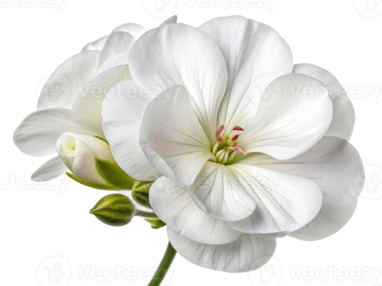 beautiful geranium flower showcases delicate white petals and vibrant green buds, adding elegance to any garden or floral arrangement png