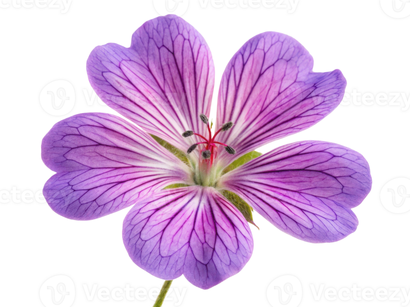 vibrant geranium flower showcases delicate purple petals with intricate veining, radiating beauty and charm in any garden setting png