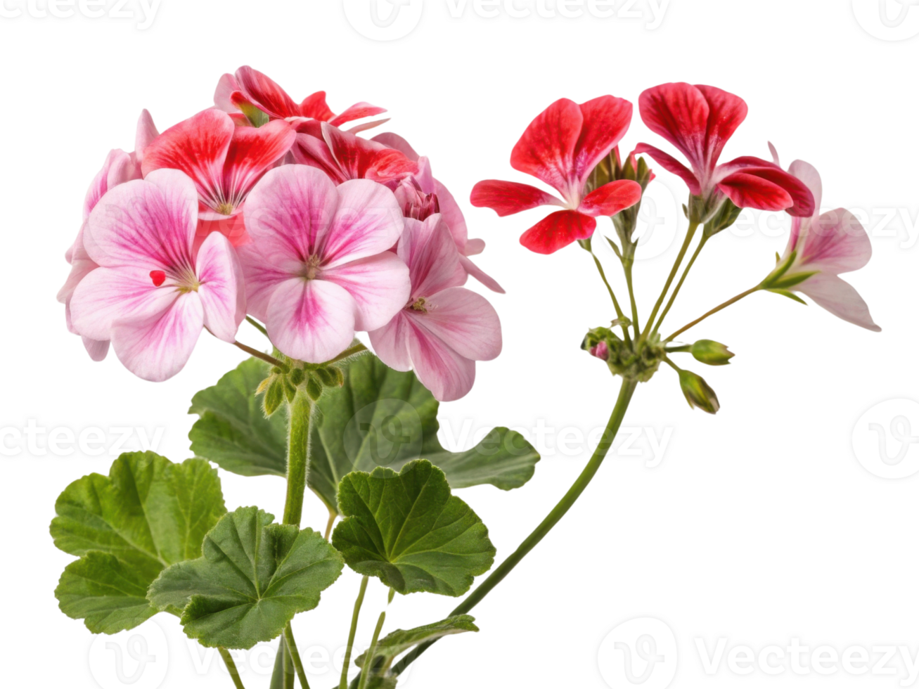 Beautiful geranium flowers bloom in vibrant colors showcasing their delicate petals and lush green leaves, creating cheerful atmosphere png
