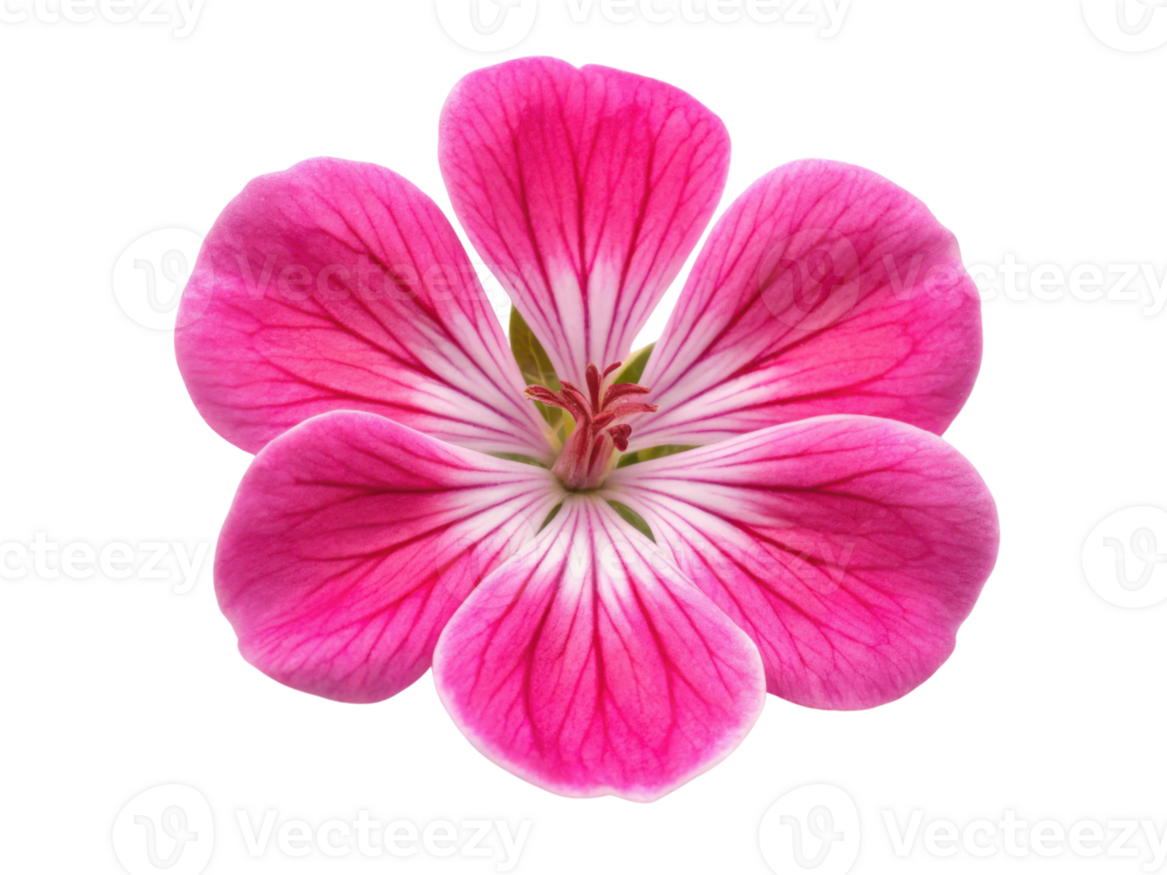 vibrant geranium flower showcases stunning pink petals with delicate white veins, radiating beauty and charm in any garden setting png