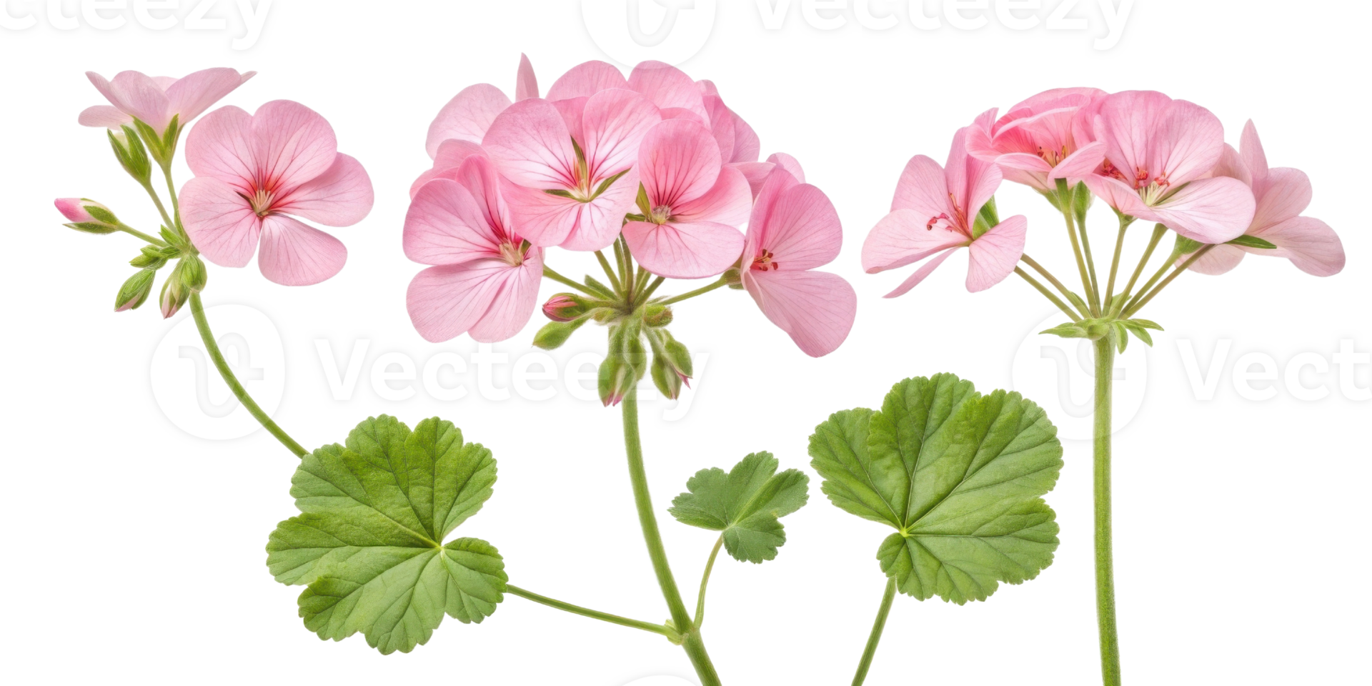Beautiful geranium flowers bloom gracefully with delicate pink petals and vibrant green leaves creating serene garden atmosphere png