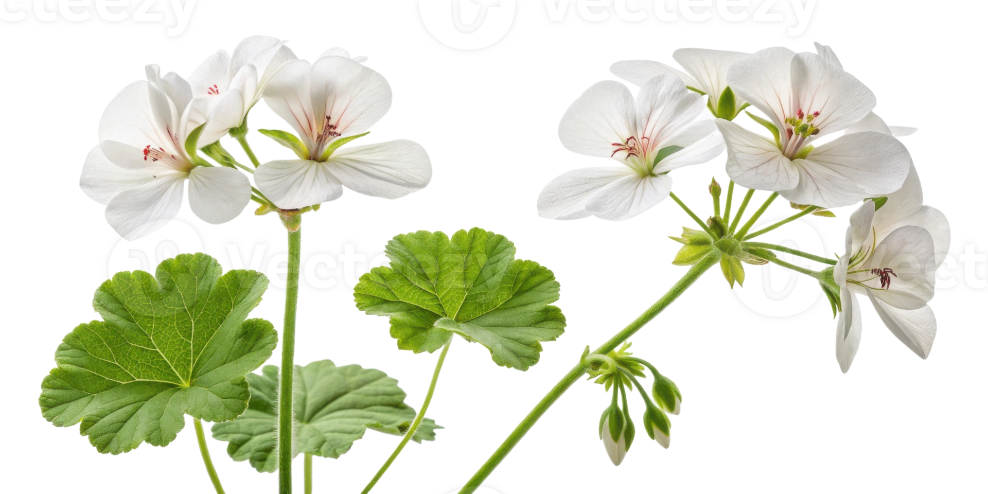 Beautiful geranium flowers bloom gracefully, showcasing delicate petals and vibrant green leaves that enhance any garden or floral arrangement png