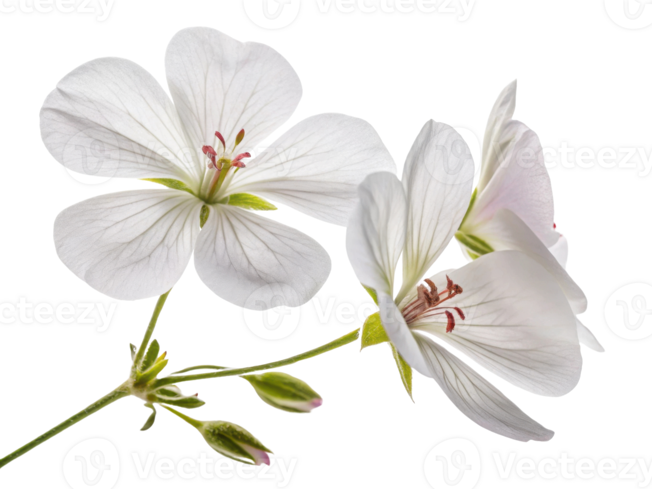 Beautiful geranium flowers bloom gracefully, showcasing delicate petals and vibrant details that captivate heart png