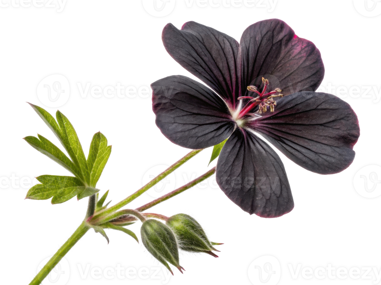 stunning geranium flower showcases deep purple petals and vibrant green leaves, creating captivating natural beauty png