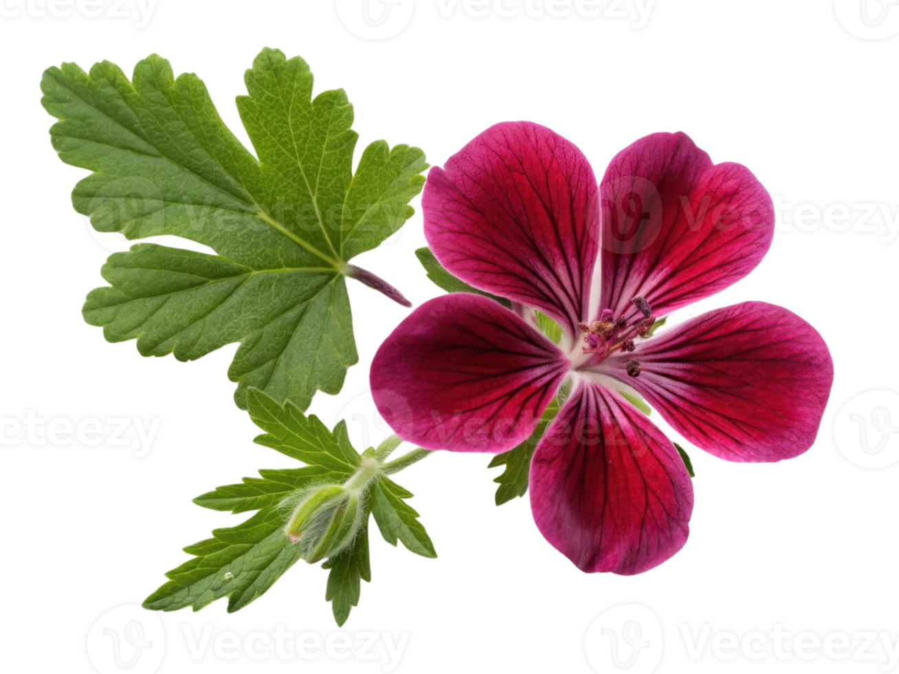 vibrant geranium flower showcases its stunning petals alongside lush green leaves, creating beautiful natural display png
