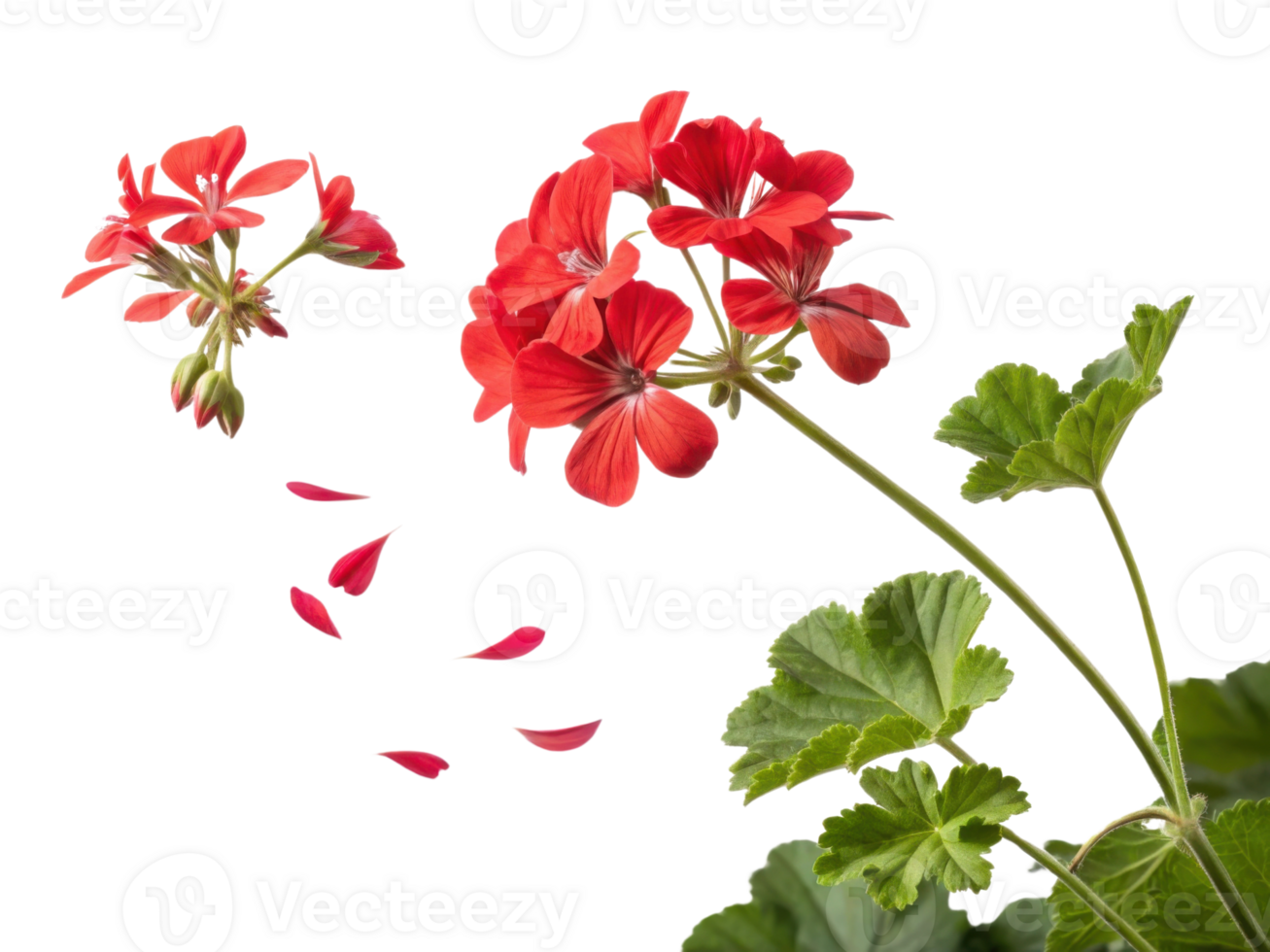 Beautiful geranium flowers bloom vibrantly with petals gently falling, creating serene and captivating scene of nature elegance png