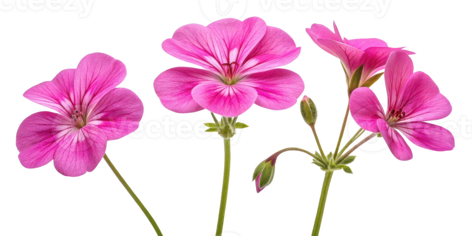 Beautiful geranium flowers bloom in vibrant pink hues showcasing delicate petals and lush green stems png