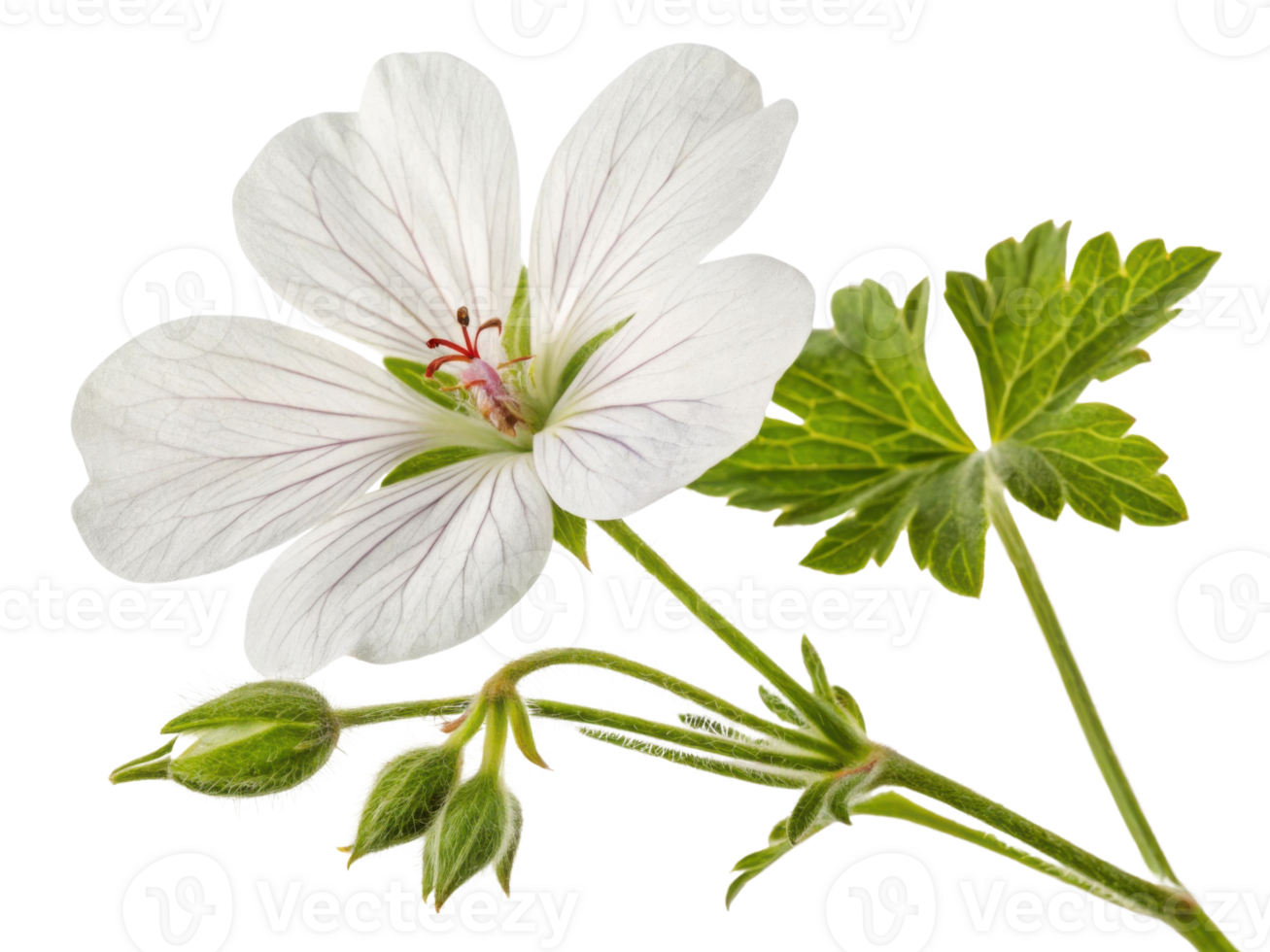 delicate geranium flower showcases its elegant white petals and intricate details, complemented by vibrant green leaves png