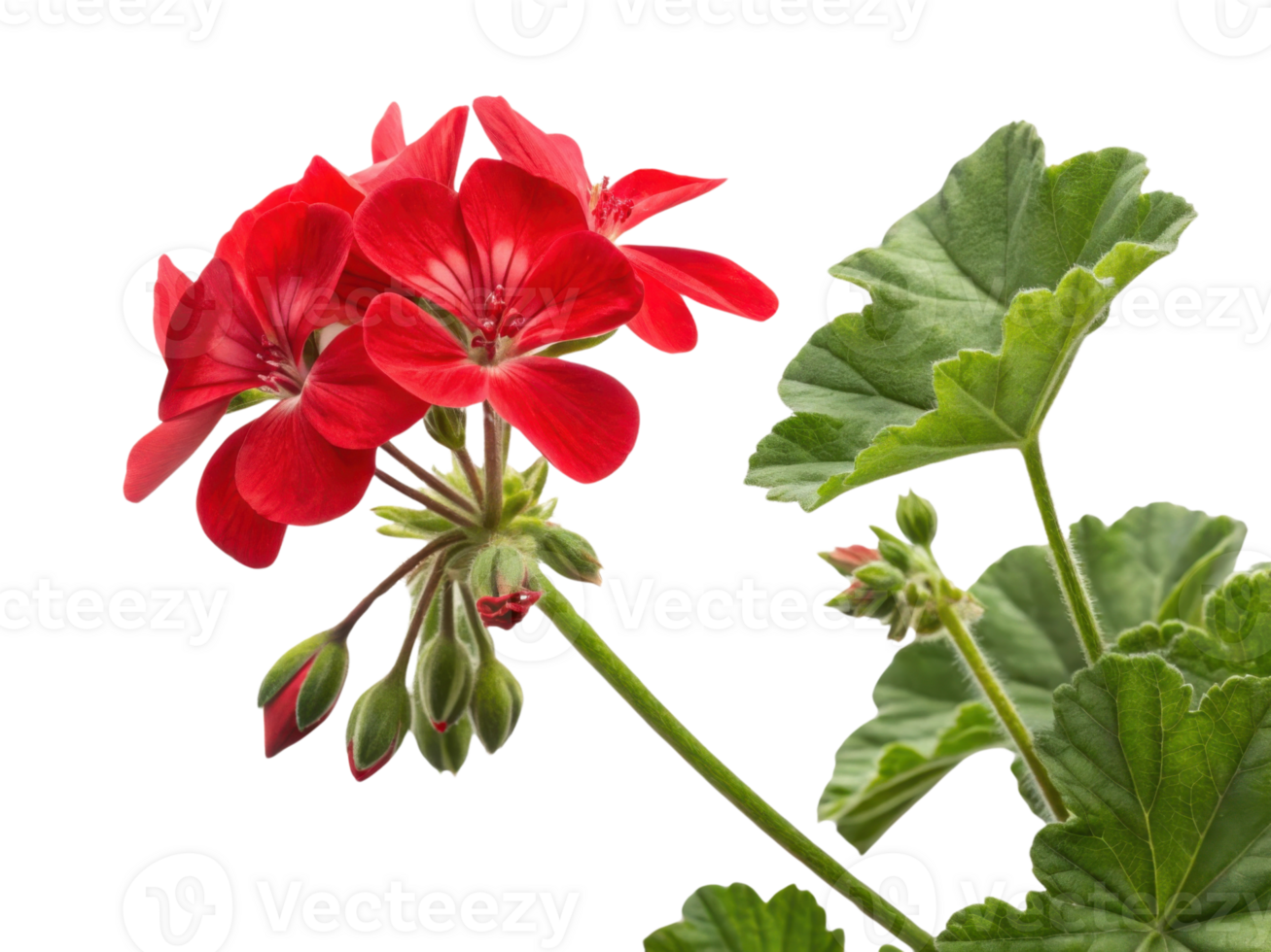 Vibrant geranium flowers bloom beautifully, showcasing their rich red color and lush green leaves, creating stunning natural display png
