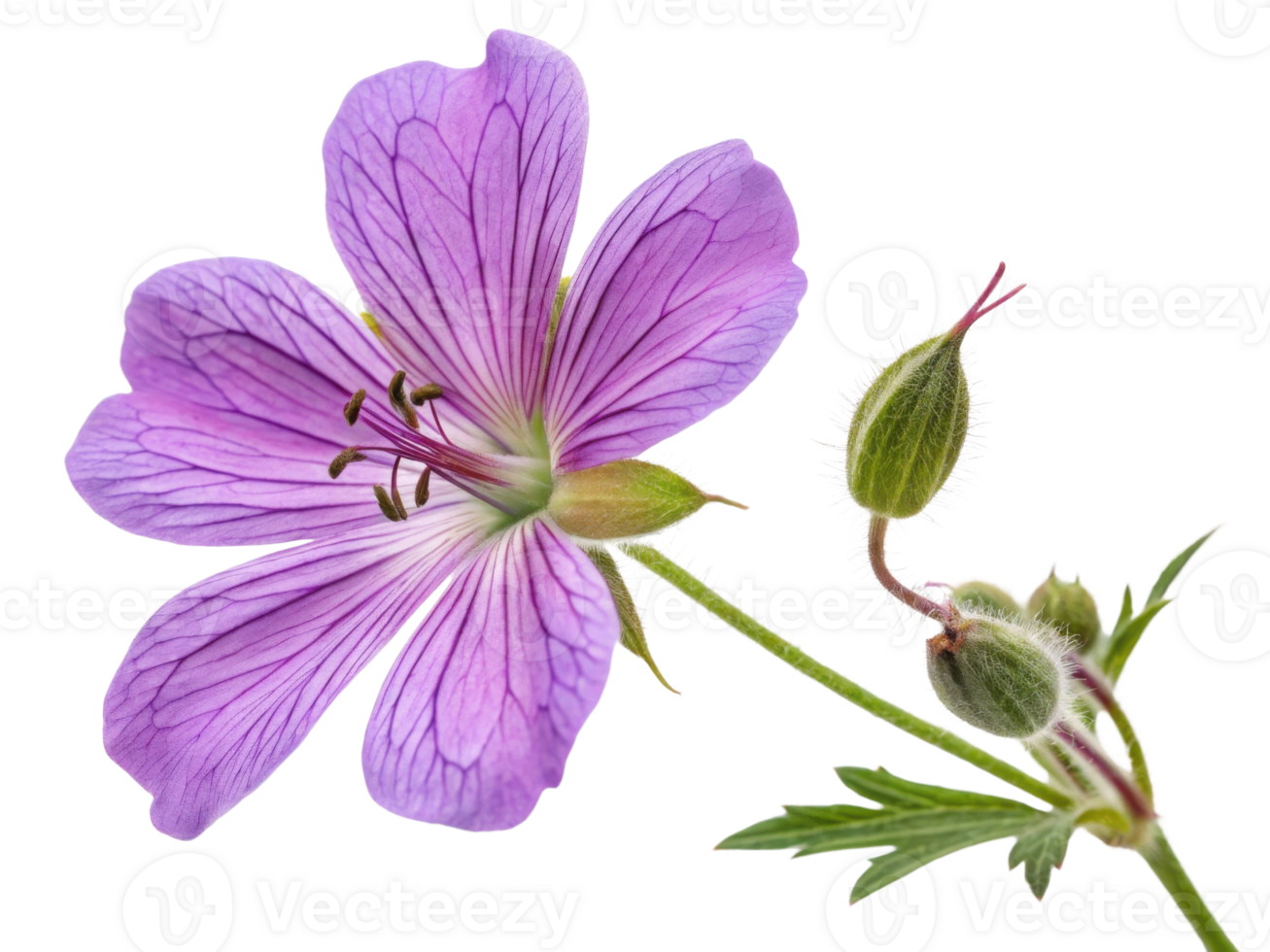 beautiful geranium flower showcases delicate purple petals and intricate details, symbolizing nature elegance and charm png