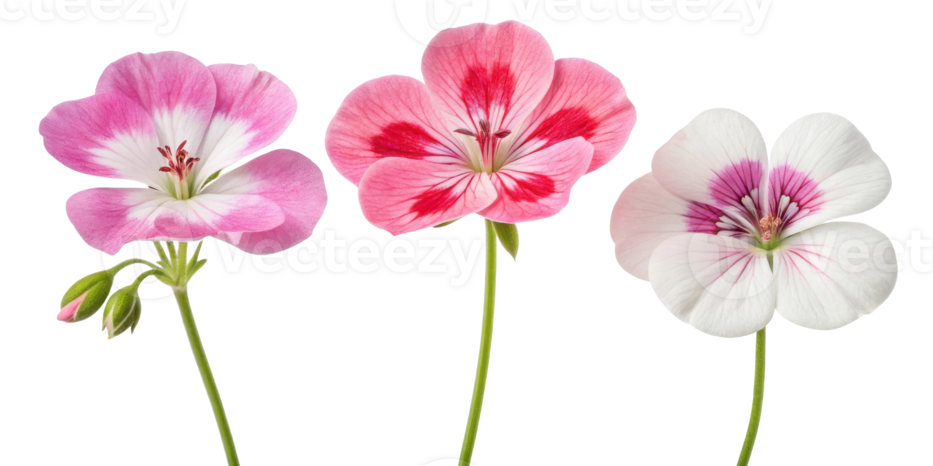 Beautiful geranium flowers in vibrant colors showcase nature artistry and charm. Their delicate petals and unique patterns captivate eye png