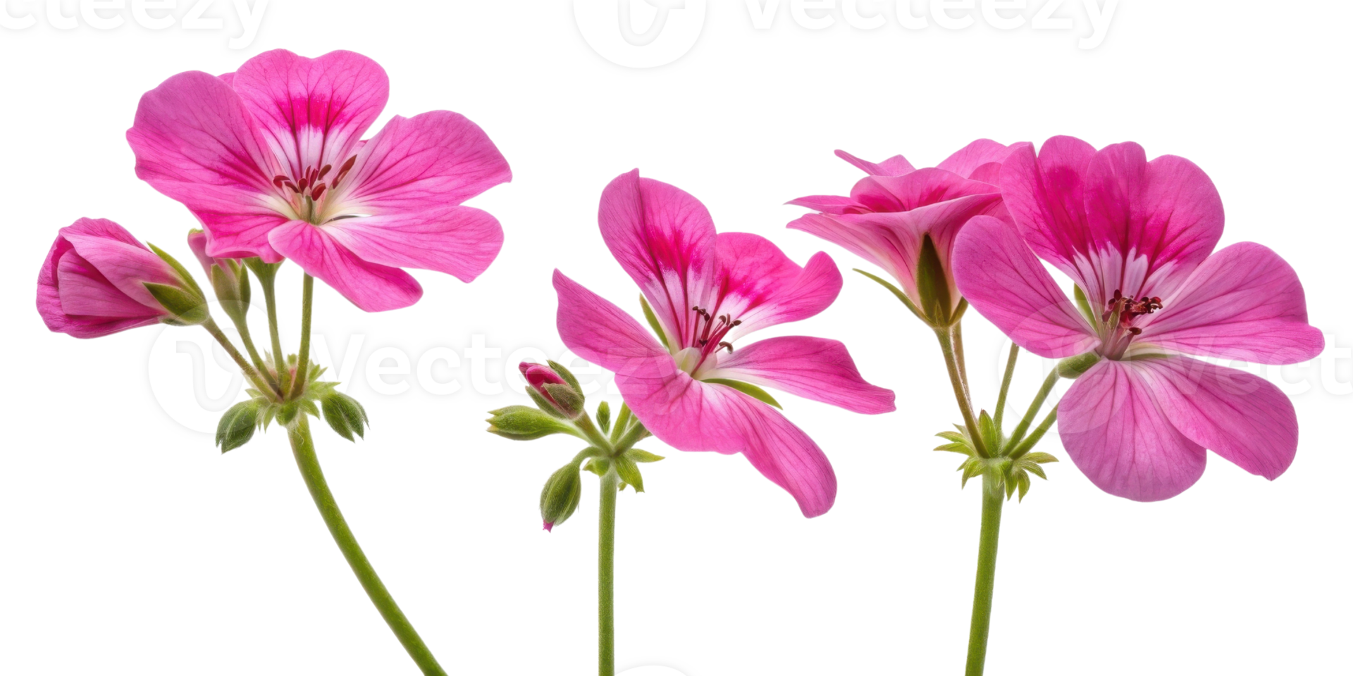 Beautiful geranium flowers bloom in vibrant pink hues showcasing their delicate petals and lush green stems png