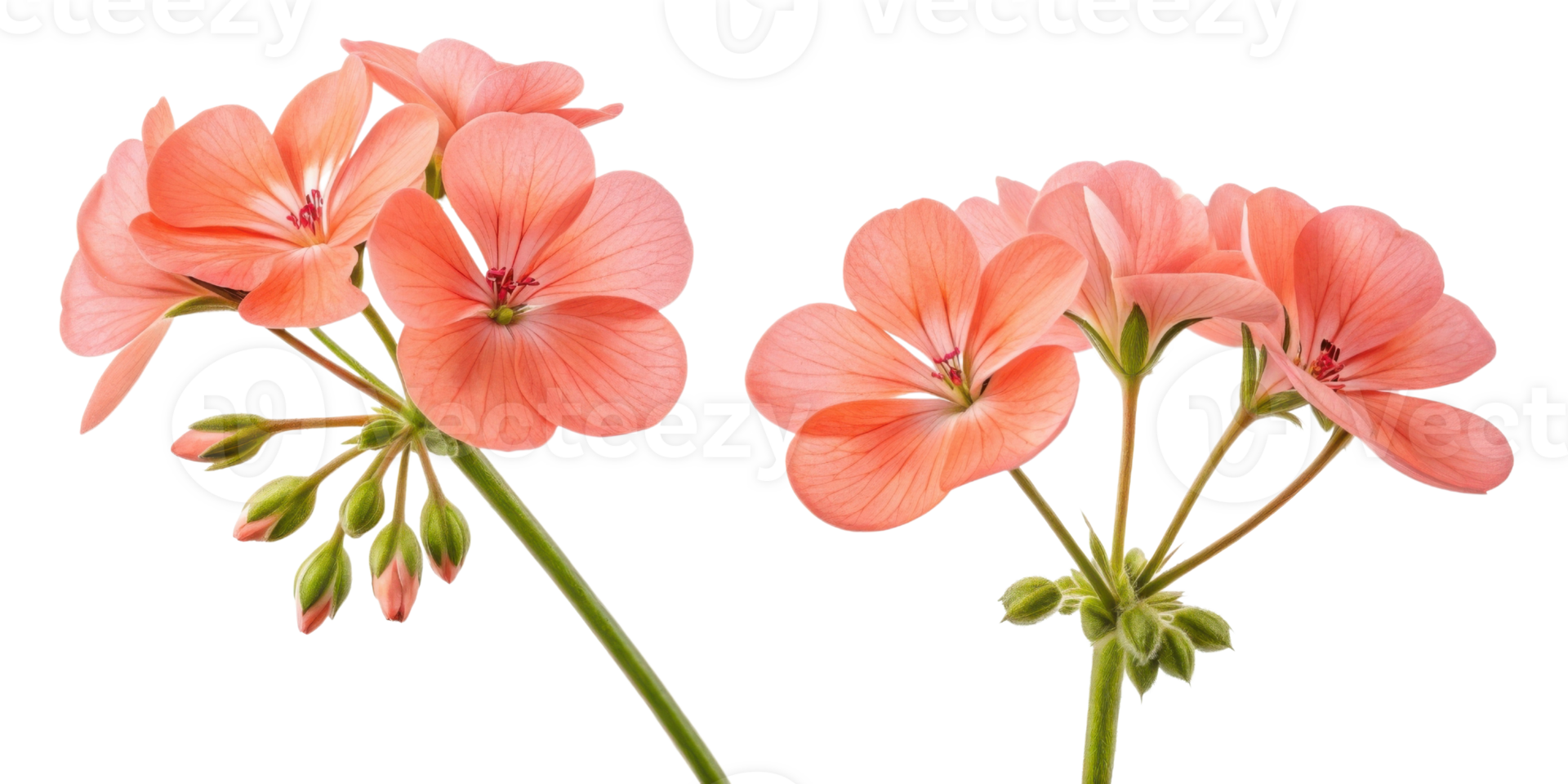 Beautiful geranium flowers bloom in soft shades of pink, showcasing delicate petals and vibrant green stems that bring joy to any garden png