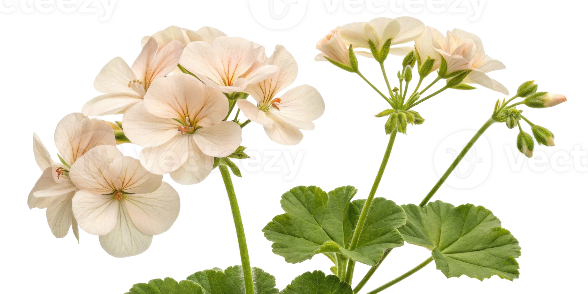 Beautiful geranium flowers bloom gracefully, showcasing delicate petals and vibrant green leaves that bring joy to any garden png