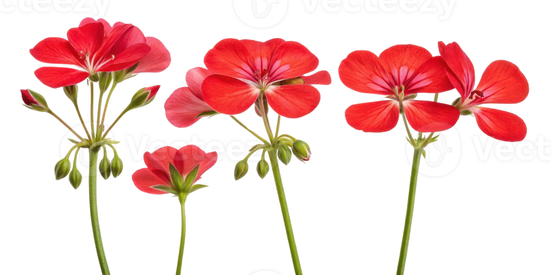 Vibrant geranium flowers bloom in shades of red showcasing their delicate petals and lush green stems creating stunning floral display png