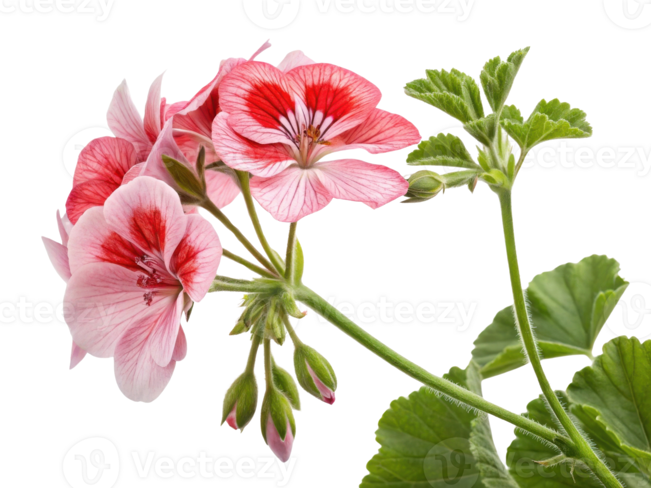 Beautiful geranium flowers bloom with vibrant pink petals and striking red patterns, showcasing nature artistry in full splendor png