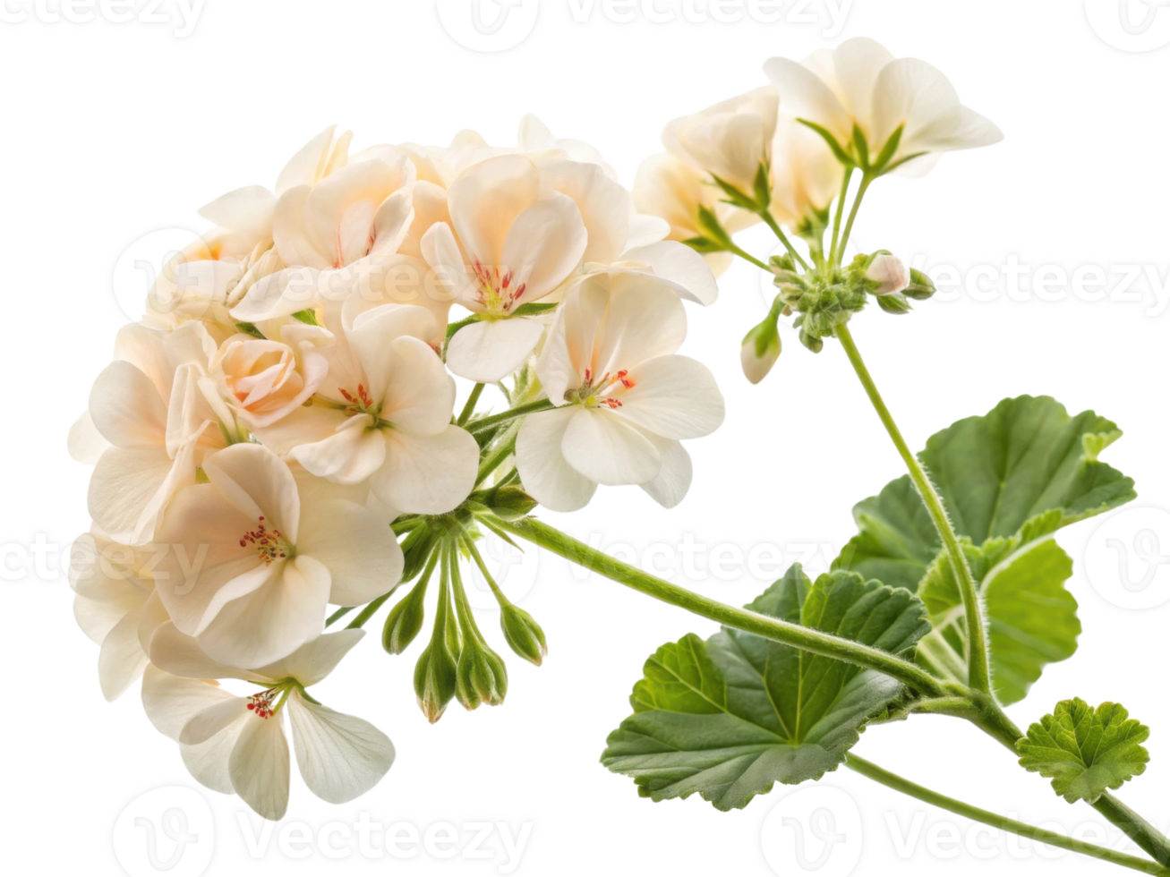 Delicate geranium flowers bloom gracefully, showcasing their soft petals and vibrant green leaves, creating serene and beautiful display png