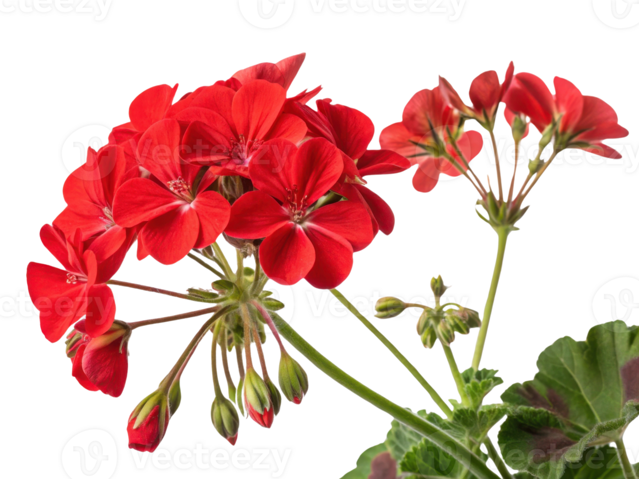 Vibrant geranium flowers bloom in rich red hues showcasing their delicate petals and lush green leaves creating stunning natural display png