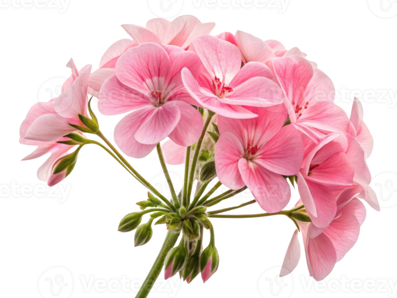 Beautiful geranium flowers bloom in soft pink hues, showcasing delicate petals and vibrant green stems that evoke sense of tranquility png
