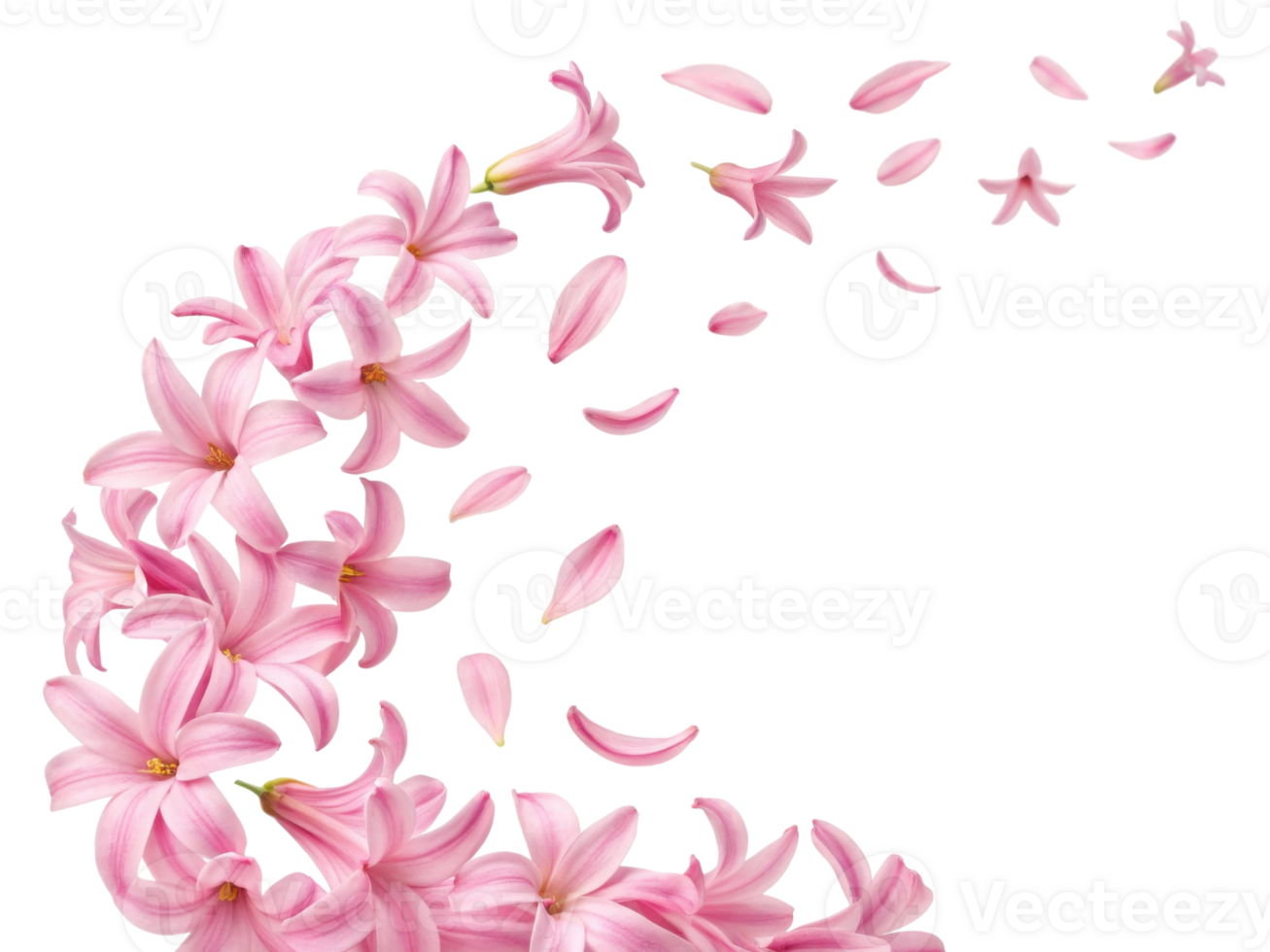 Beautiful hyacinth flowers create stunning display as their delicate petals gracefully drift through air png