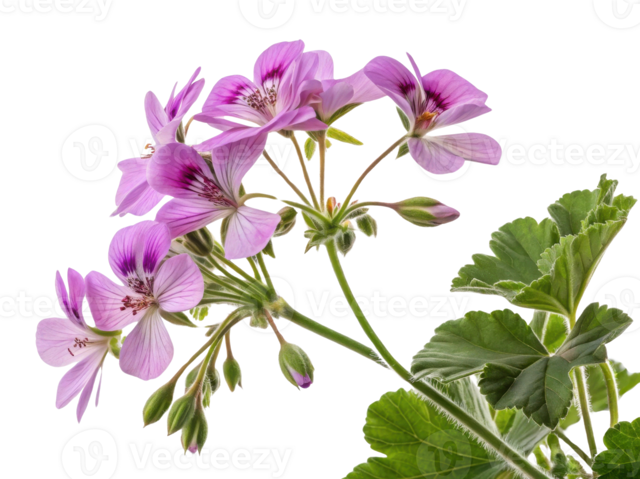 Beautiful geranium flowers bloom gracefully, showcasing their vibrant colors and delicate petals, perfect for any garden or floral arrangement png