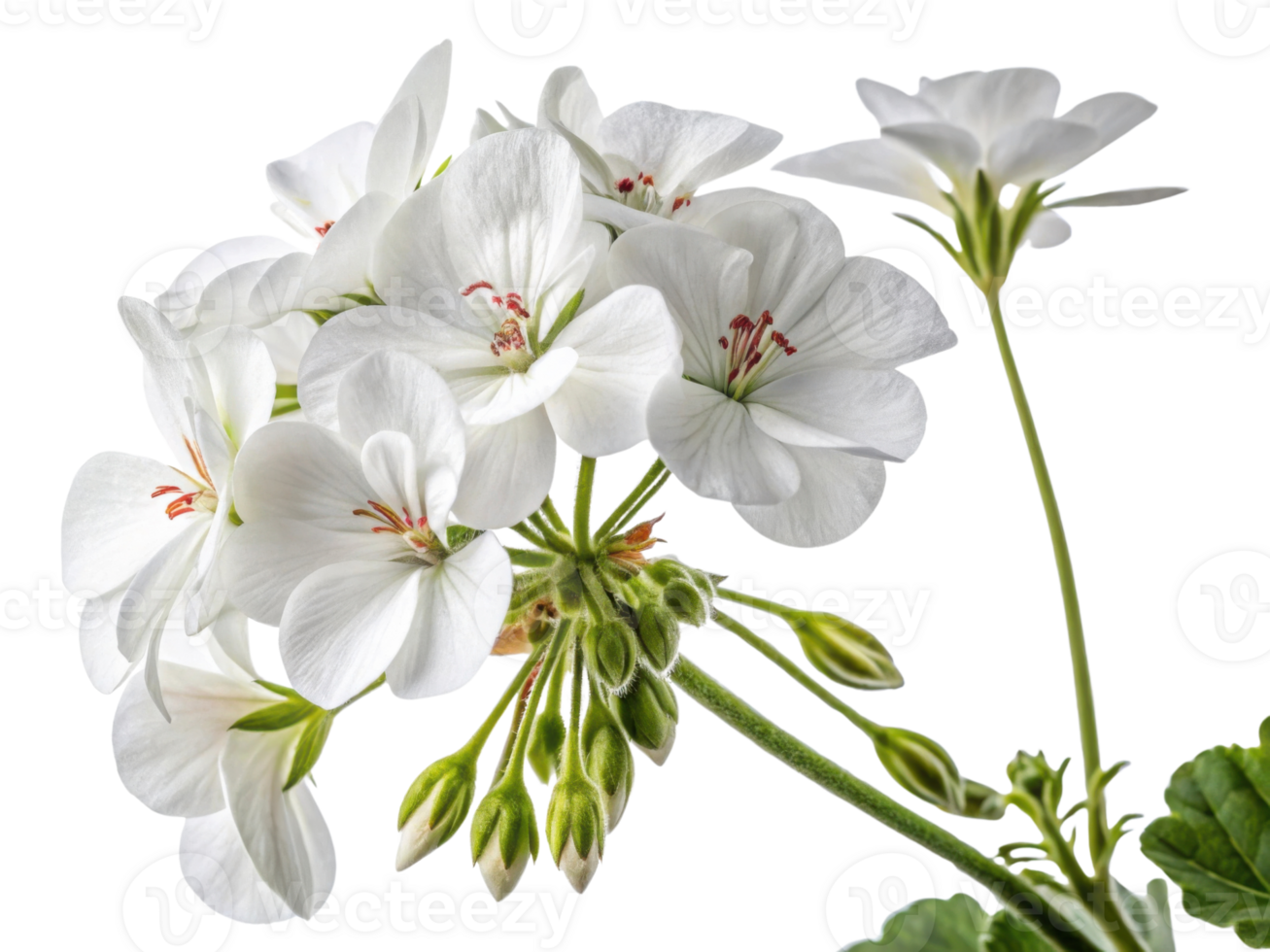 Beautiful white geranium flowers bloom gracefully, showcasing delicate petals and vibrant green leaves that enhance their charm png