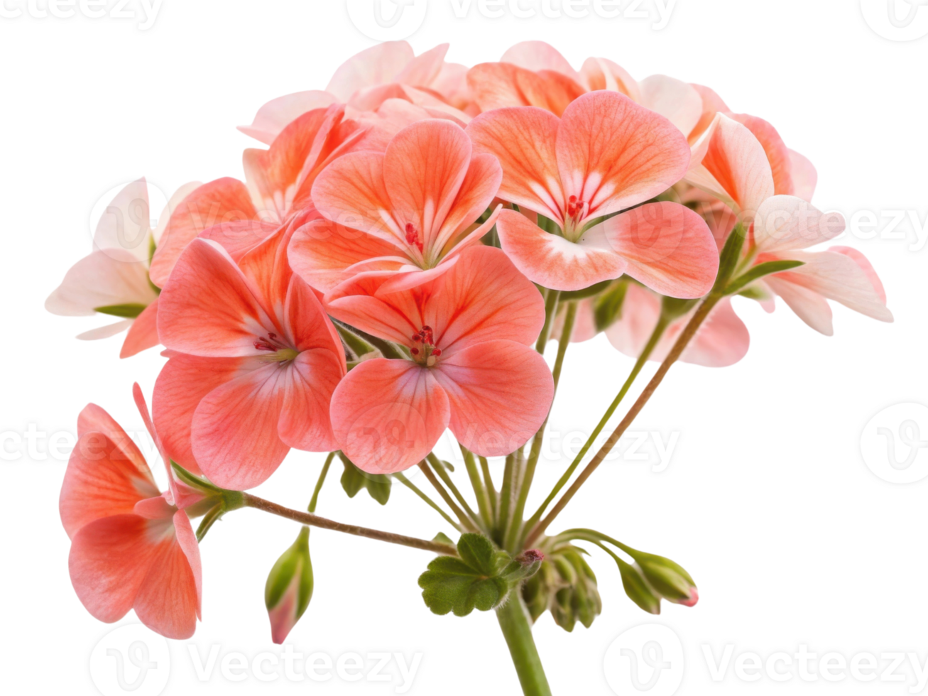 Beautiful geranium flowers bloom in soft shades of pink, creating vibrant and cheerful display that brightens any space png
