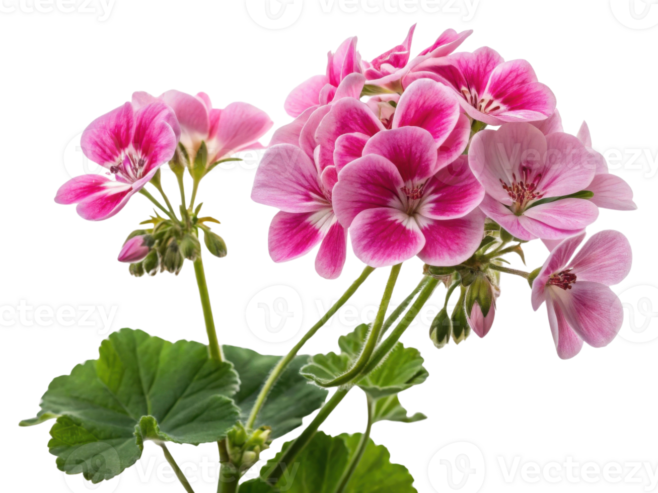 Beautiful geranium flowers bloom vibrantly with pink petals and lush green leaves creating cheerful atmosphere in any garden png