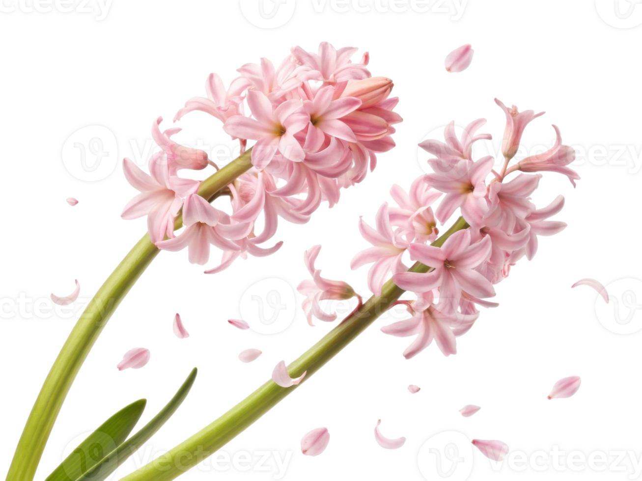 Beautiful hyacinth flowers bloom gracefully, showcasing delicate petals that dance in gentle breeze, creating serene atmosphere png
