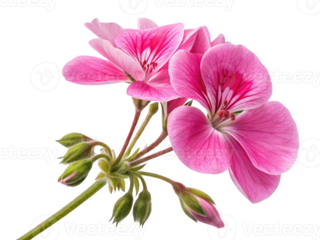 Beautiful geranium flowers bloom in vibrant pink hues showcasing delicate petals and lush green buds png